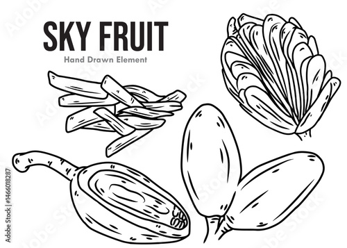 hand drawn vector illustration of a bunch of SKY FRUIT