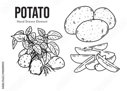 vector illustration of potato