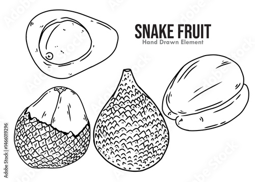 hand drawn vector illustration of an Snake Fruit 