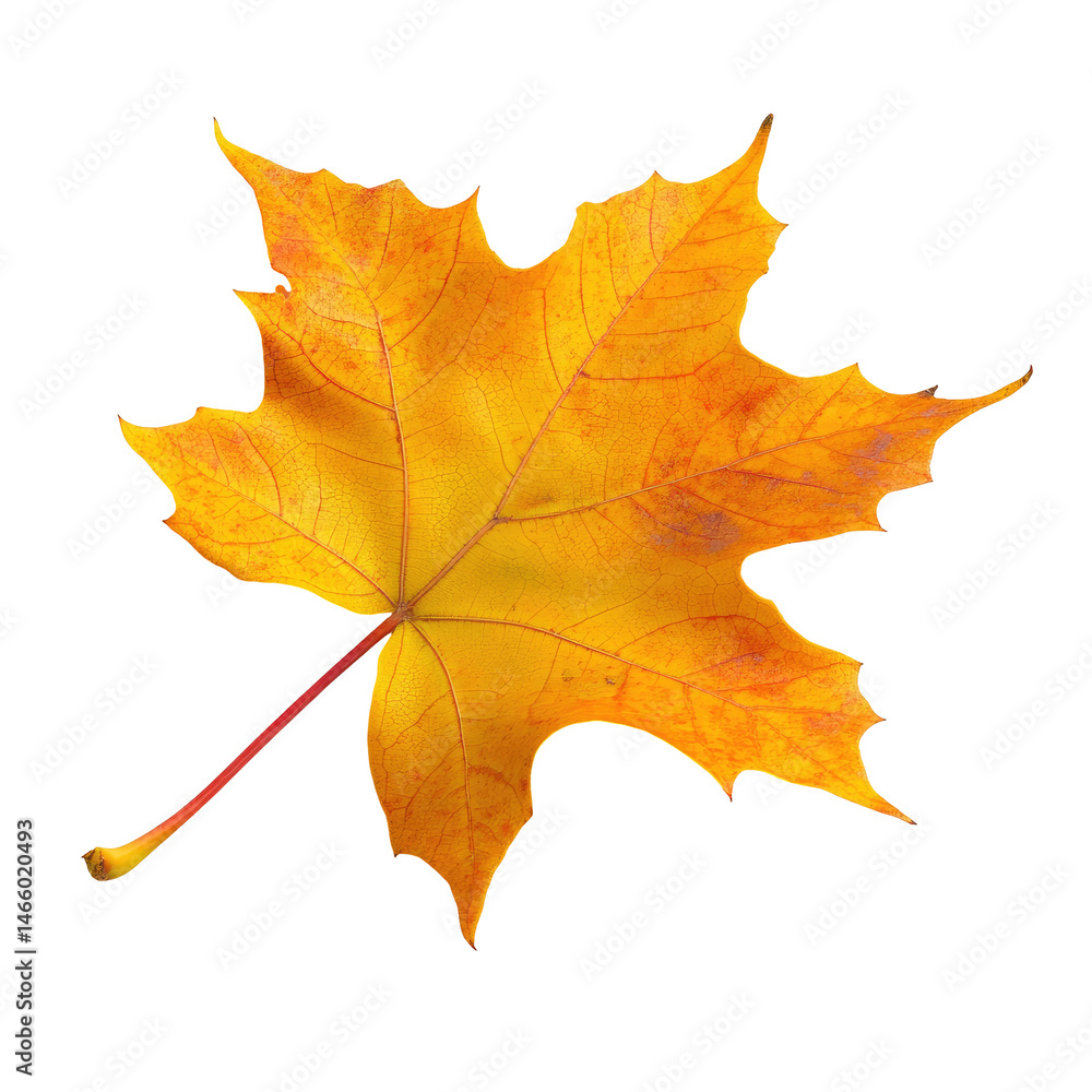 Obraz premium Autumn Leaf Image