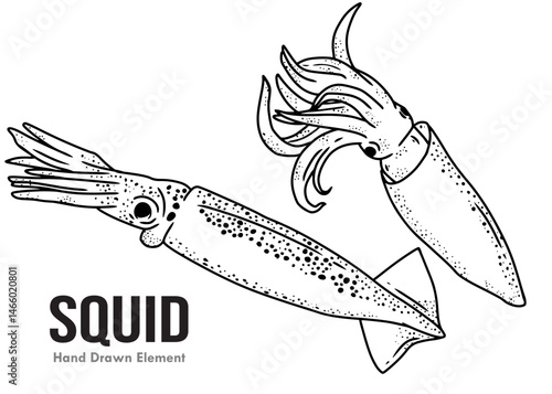 Squid hand drawing outline on black ink 