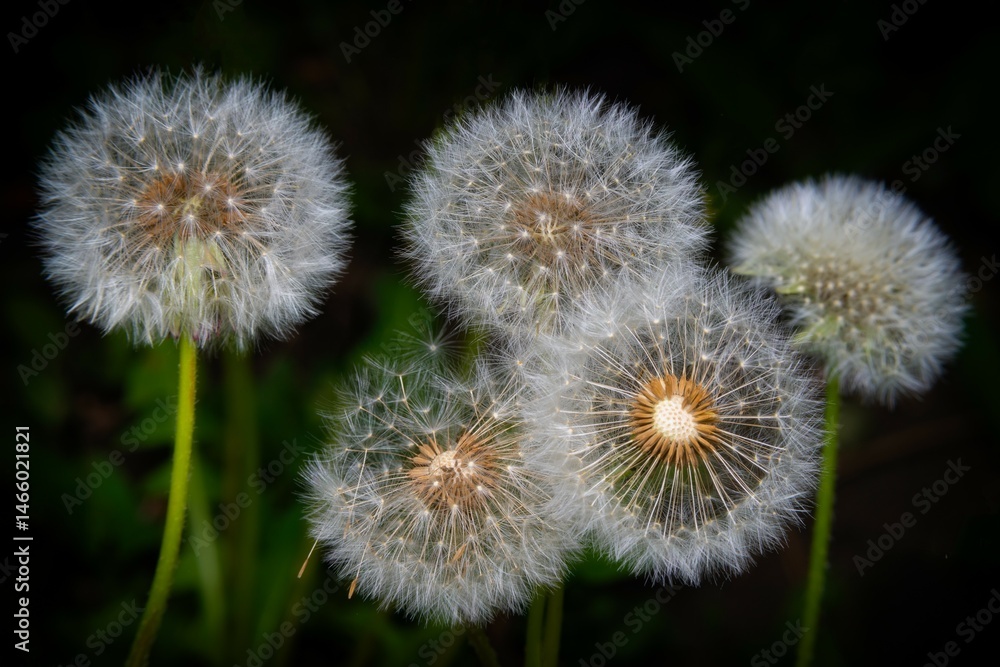 Obraz premium Close-up image with a group of white dandelions seeds in the meadow.