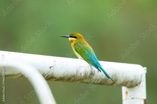 bee eater bird