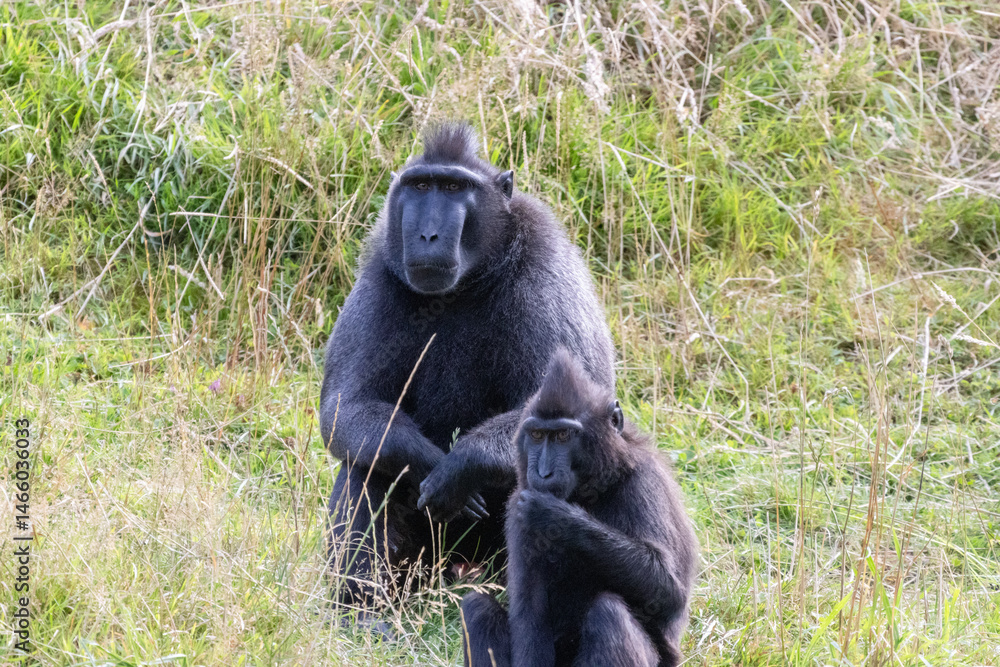 Naklejka premium macaque noir à crête
