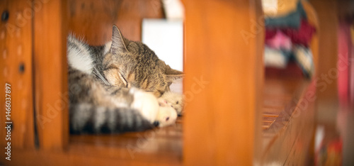 cat