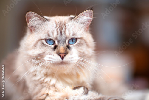portrait of a cat