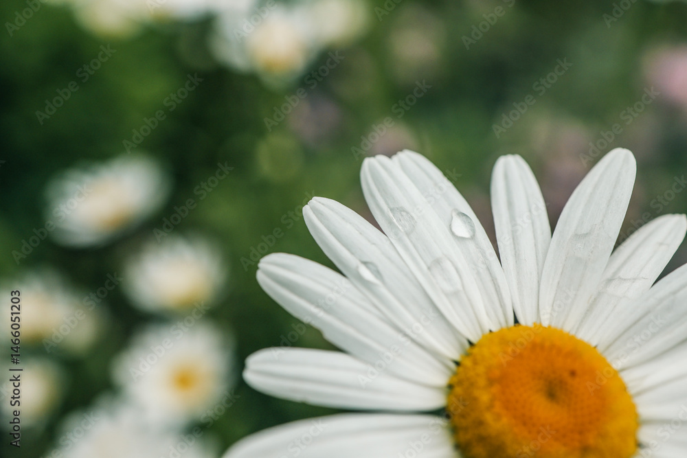 Obraz premium Close-up of a blooming daisy with white petals and a yellow center in a summer garden. Soft background of blurred green leaves and other daisies enhances the peaceful natural atmosphere