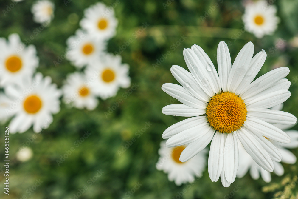 Fototapeta premium Close-up of a blooming daisy with white petals and a yellow center in a summer garden. Soft background of blurred green leaves and other daisies enhances the peaceful natural atmosphere