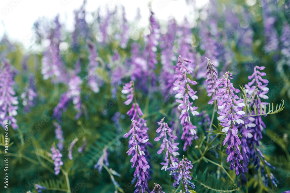 Obraz premium Field of blooming purple wildflowers on a green hillside under a cloudy summer sky. The vibrant flowers and natural foliage create a serene, scenic landscape full of color and life