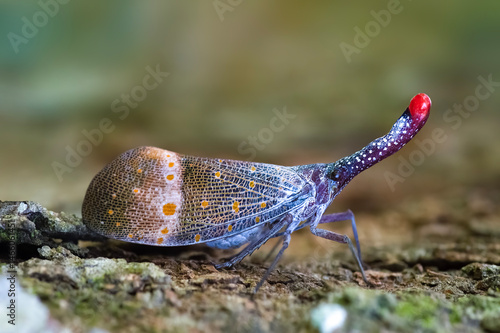 lantern bug
