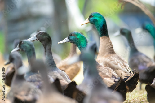 ducks in the park