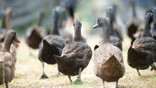 ducks on the grass