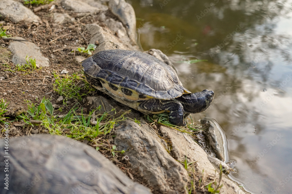 Fototapeta premium tortoise from Greece closse to the water