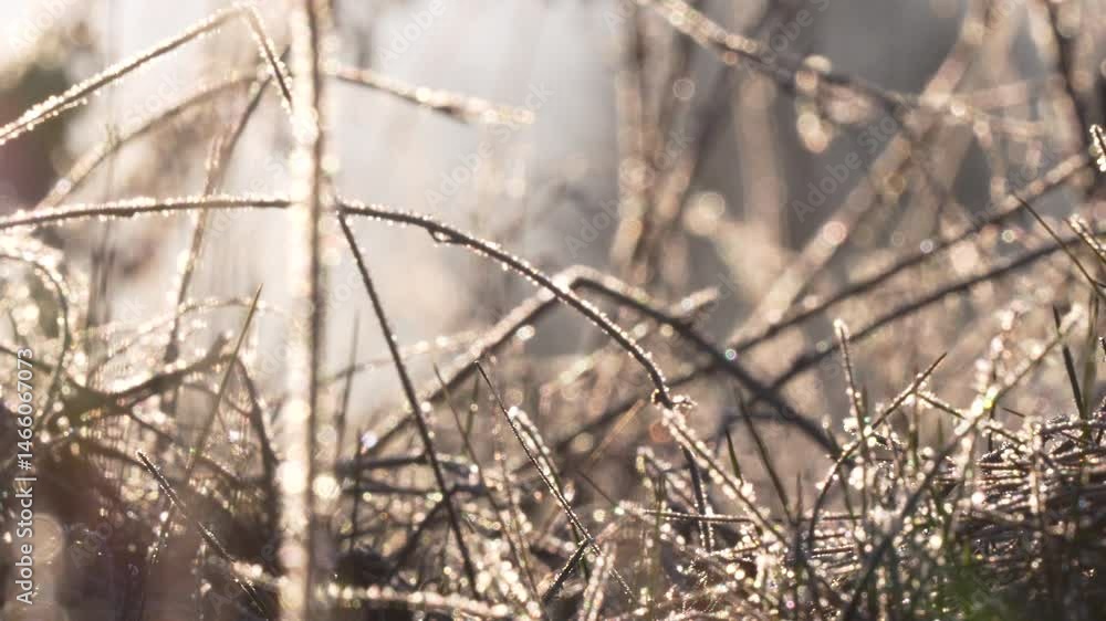 Frost-covered wild grass and twigs shine in low sunlight with a misty tree line in the background. Frost-covered wild grass and twigs shine in low sunlight with a misty tree line in the background.
