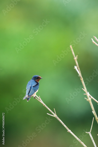 lilac breasted roller