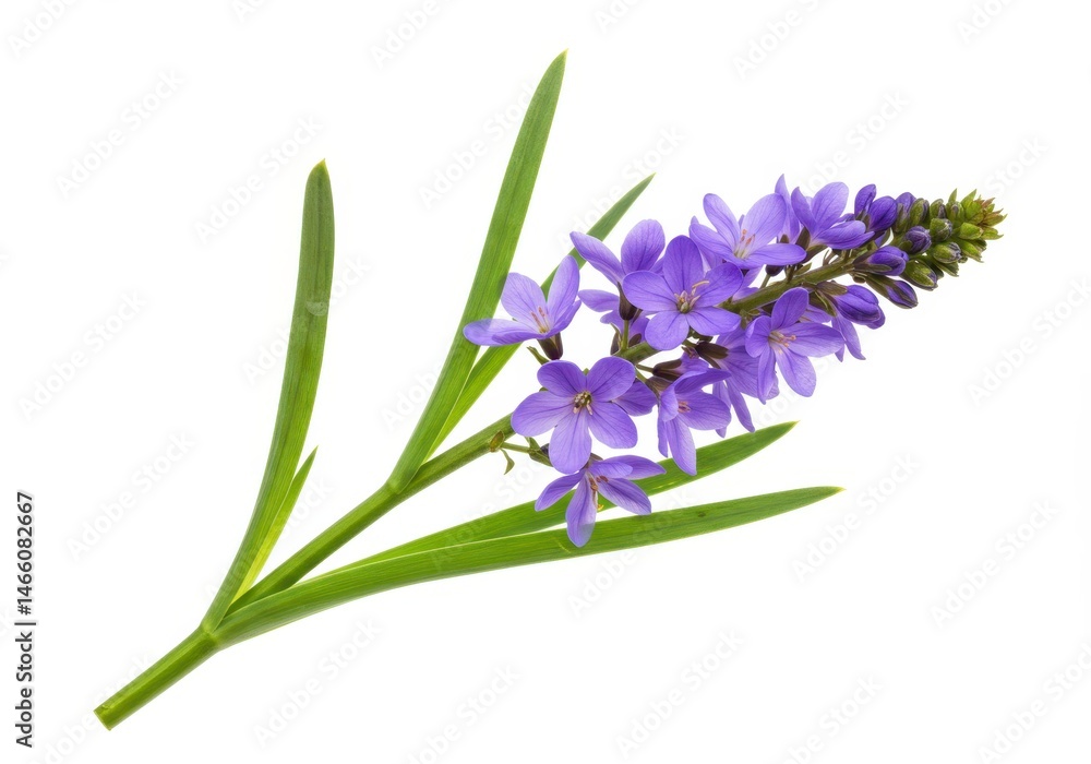 Naklejka premium Veronica flower with green leaves isolated on white background, close up