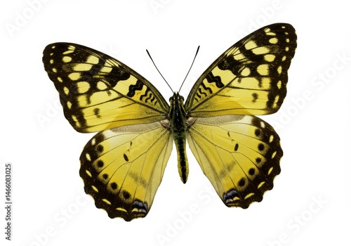 Yellow butterfly with black spots isolated on white background, full wingspan