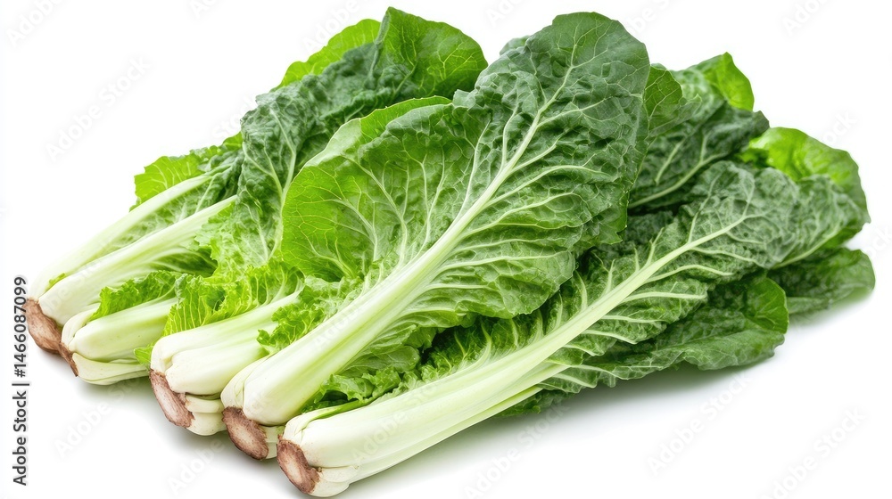 cabbage isolated on white background cabbage isolated on white background