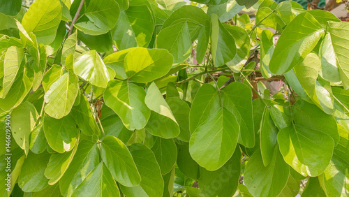 Photos Bright green bastard teak leaves of a tropical tree glowing in sunlight