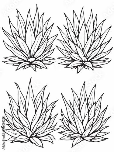Agave line art Elegant Simplicity in Floral Design.eps