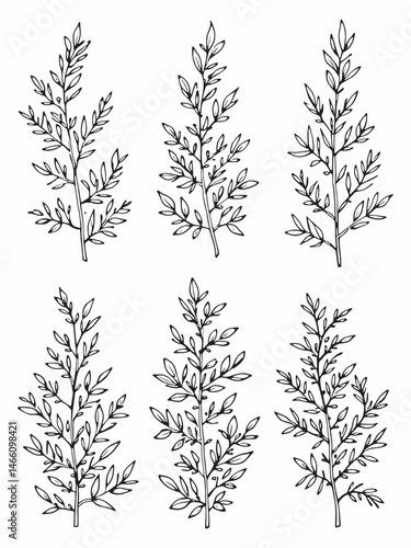 Arctic Willow elegant line art drawing minimalist style.eps