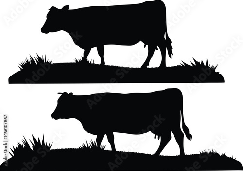 A cow vector art silhouette, Cow eating grass vector, Cow grazing Silhouette Vector Illustration.