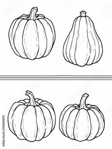 butternut squash delicate line art for modern design.eps