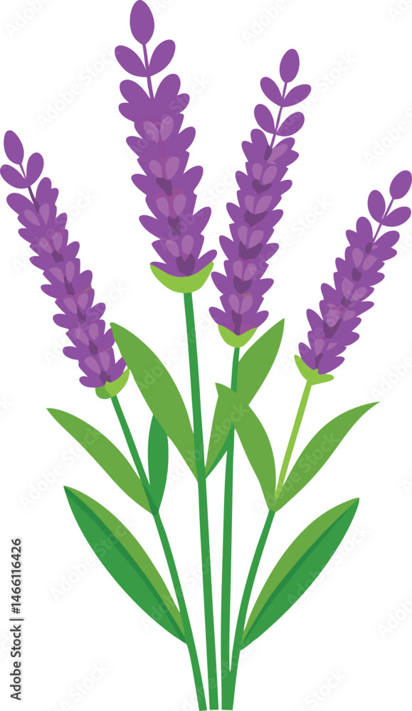 Naklejka premium Isolated purple lilac flowers a spring blossom of nature's beauty bloom with delicate petals on a white background