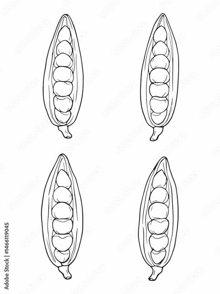 Cardamom line art minimalist design for creative spaces.eps Cardamom line art minimalist design for creative spaces.eps