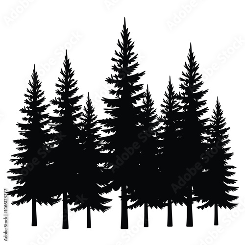 Silhouette of a Group of Evergreen Trees in a Forest