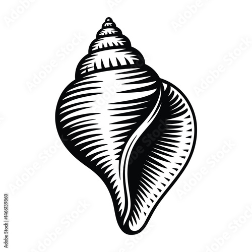 Black and White Illustration of a Detailed Seashell
