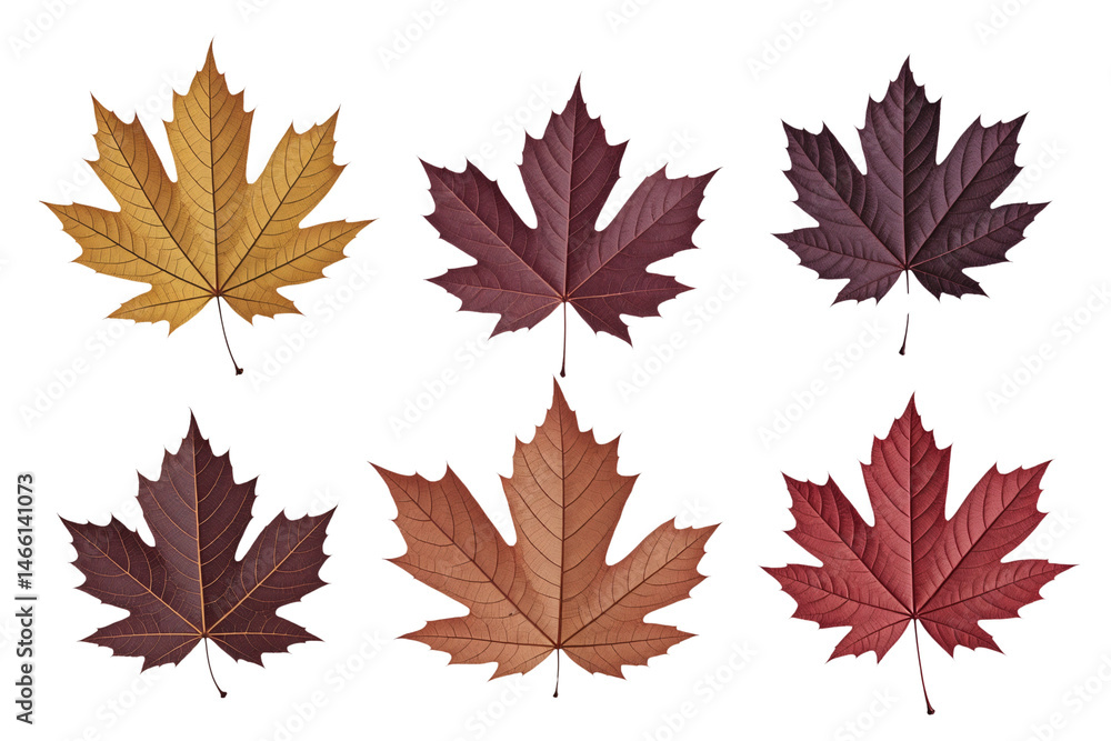 Vibrant Autumn Leaves Showcasing Unique Colors and Shapes Vibrant Autumn Leaves Showcasing Unique Colors and Shapes