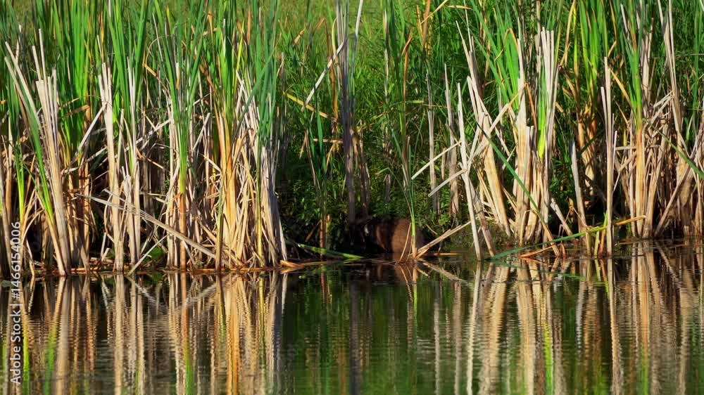 A muskrat swims along the shore of a peaceful lake and feeds on plants and flowers in the morning light. A serene glimpse into the daily life of this aquatic mammal.
A muskrat swims along the shore of a peaceful lake and feeds on plants and flowers in the morning light. A serene glimpse into the daily life of this aquatic mammal.
