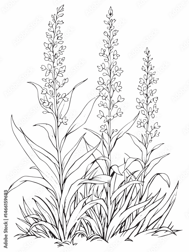 Naklejka premium Flax Lily Botanical Art in Minimalist Line Design.eps