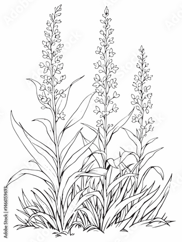 Flax Lily Botanical Art in Minimalist Line Design.eps