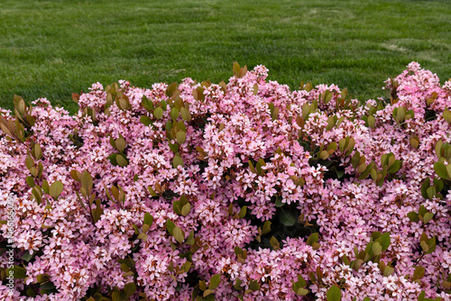 Beautiful flowering bush of Raphiolepis indica.