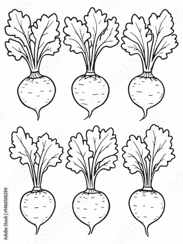 Fresh radish line art artwork on white backdrop.eps