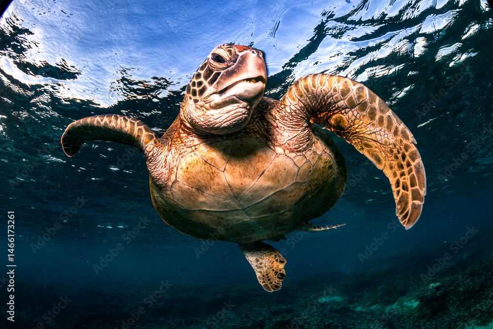 Obraz premium A green sea turtle swims peacefully along the reef at sunset at Lady Elliot Island, Australia.
