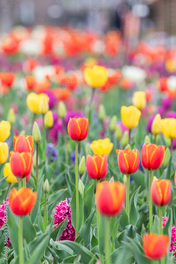 Fototapeta premium A variety of garden tulips in full bloom adorn the park garden, their vivid colors—red, yellow, purple. 