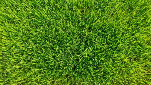 Close up overhead view of fresh vibrant green grass background