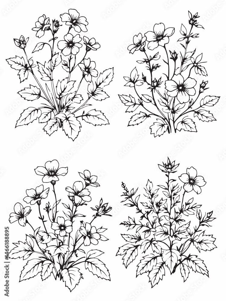 Herb Robert line art simple elegant floral drawing.eps Herb Robert line art simple elegant floral drawing.eps