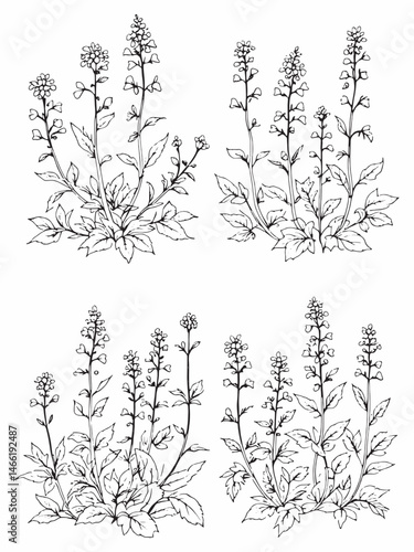 Hummingbird Mint line art in minimalistic style design.eps