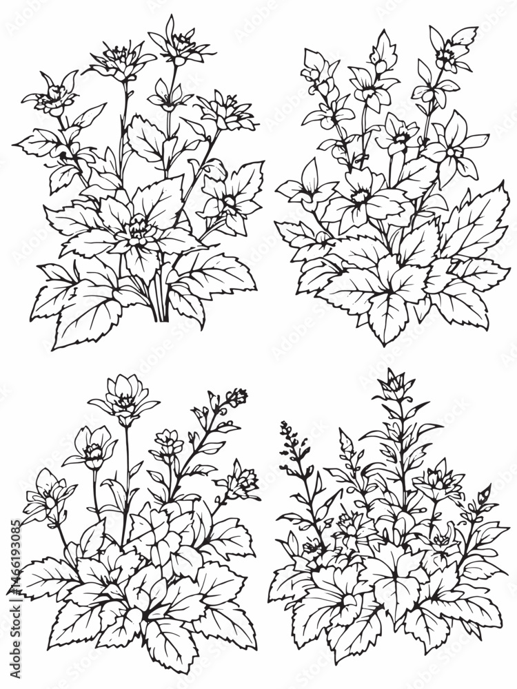 Fototapeta premium Hummingbird Mint line art with botanical elements simplicity.eps