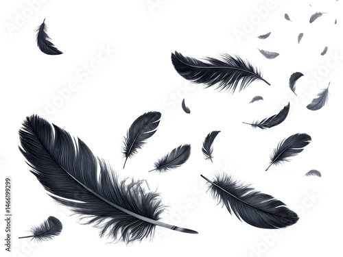 flying black feathers on white background, PNG