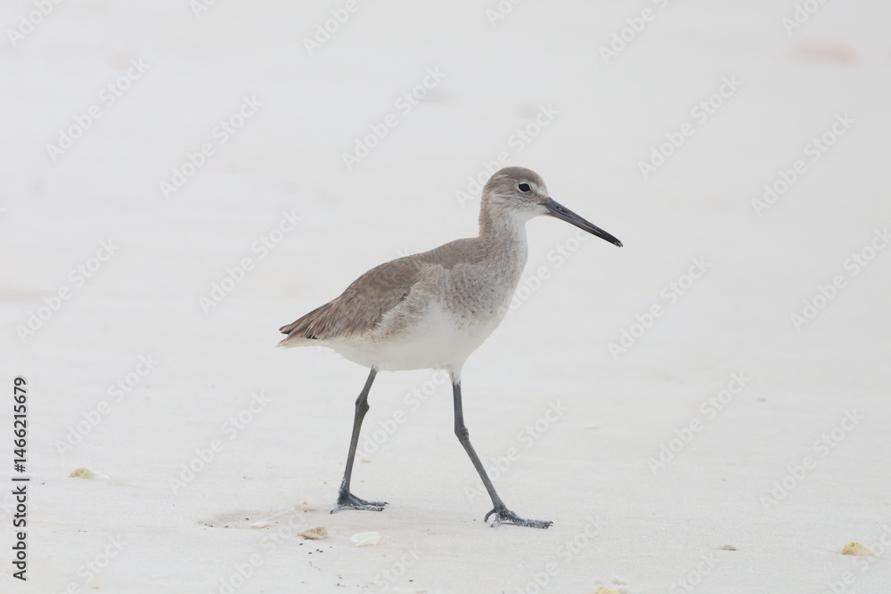 Obraz premium Willet on the beach 