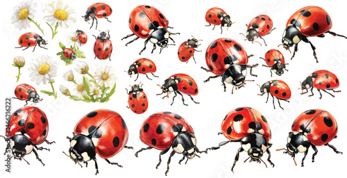 lady bug watercolor clipart
