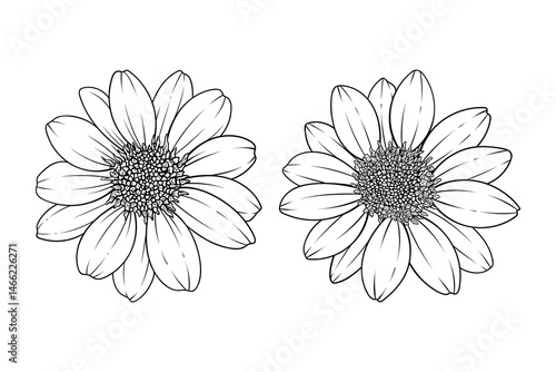 Set of hand drawn line art delta sunflowers isolated on white background	
