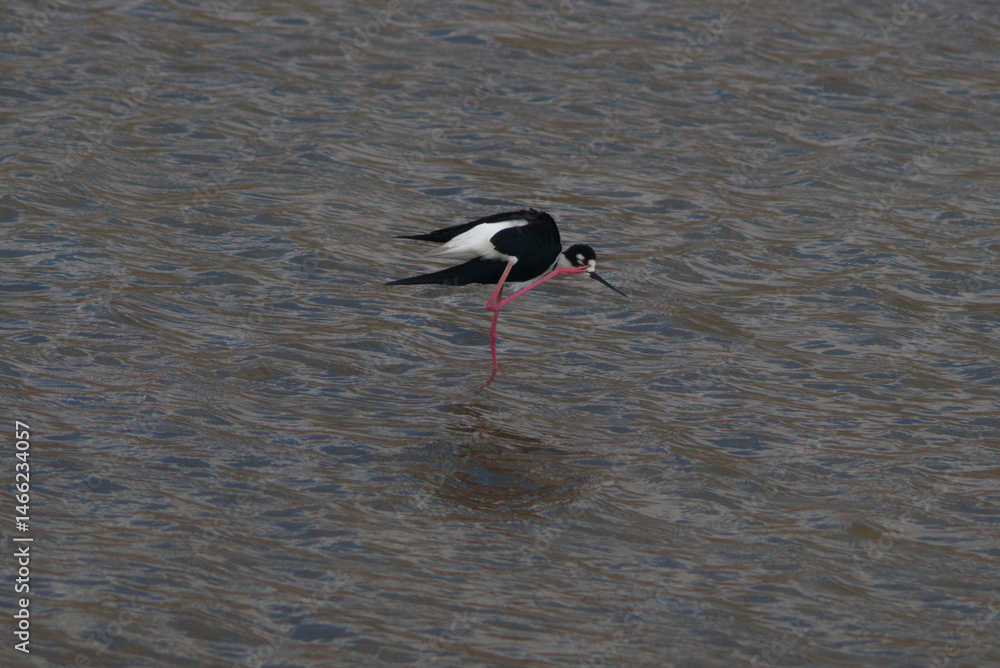 Obraz premium Black-necked stilt scratching itself
