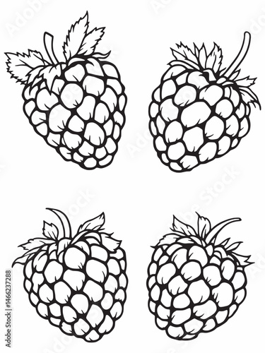 Raspberry tar line art drawing creative lines.eps