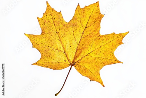Isolated yellow maple leaf with detailed veins on a bright white field